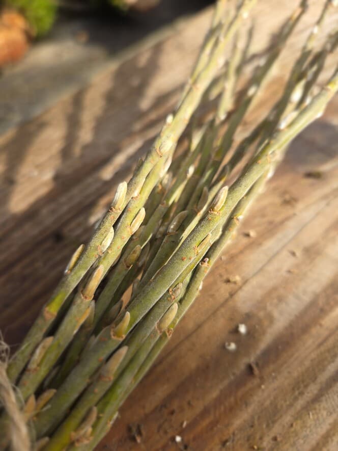 Willow Shoot Bundle with Silver Catkins, Willow, Willow, made in Wotton-under-Edge, Gloucestershire, by Bough & Burrow - View 4