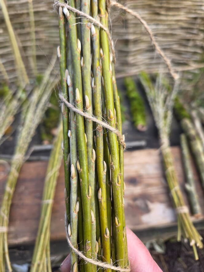 Willow Shoot Bundle with Silver Catkins, Willow, Willow, made in Wotton-under-Edge, Gloucestershire, by Bough & Burrow - View 7