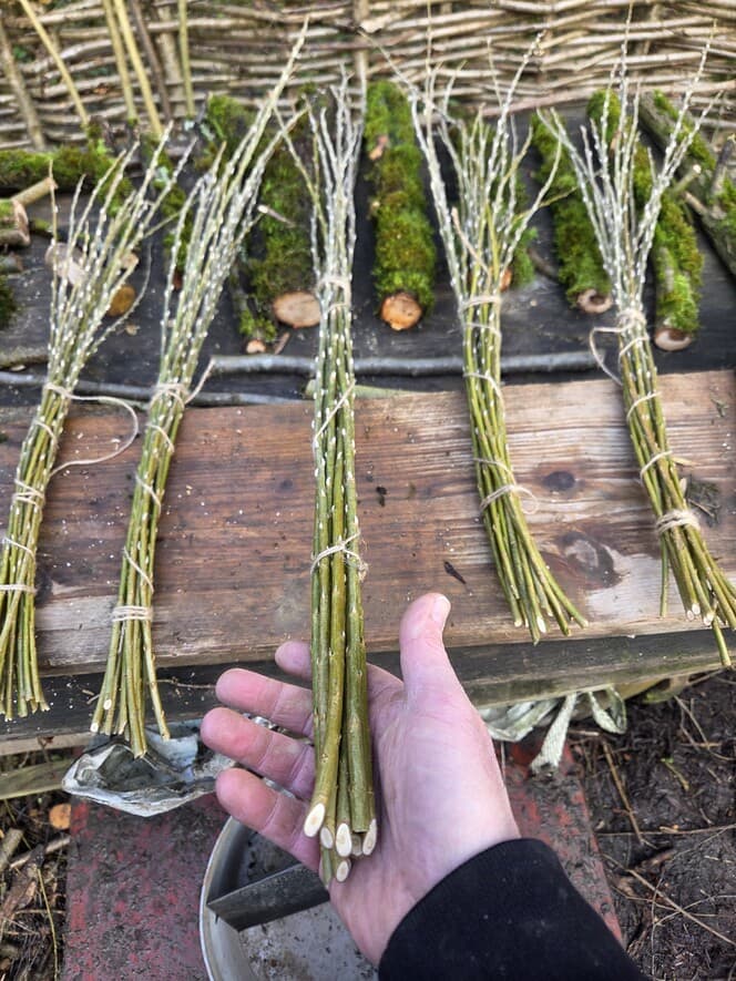 Willow Shoot Bundle with Silver Catkins, Willow, Willow, made in Wotton-under-Edge, Gloucestershire, by Bough & Burrow - View 5
