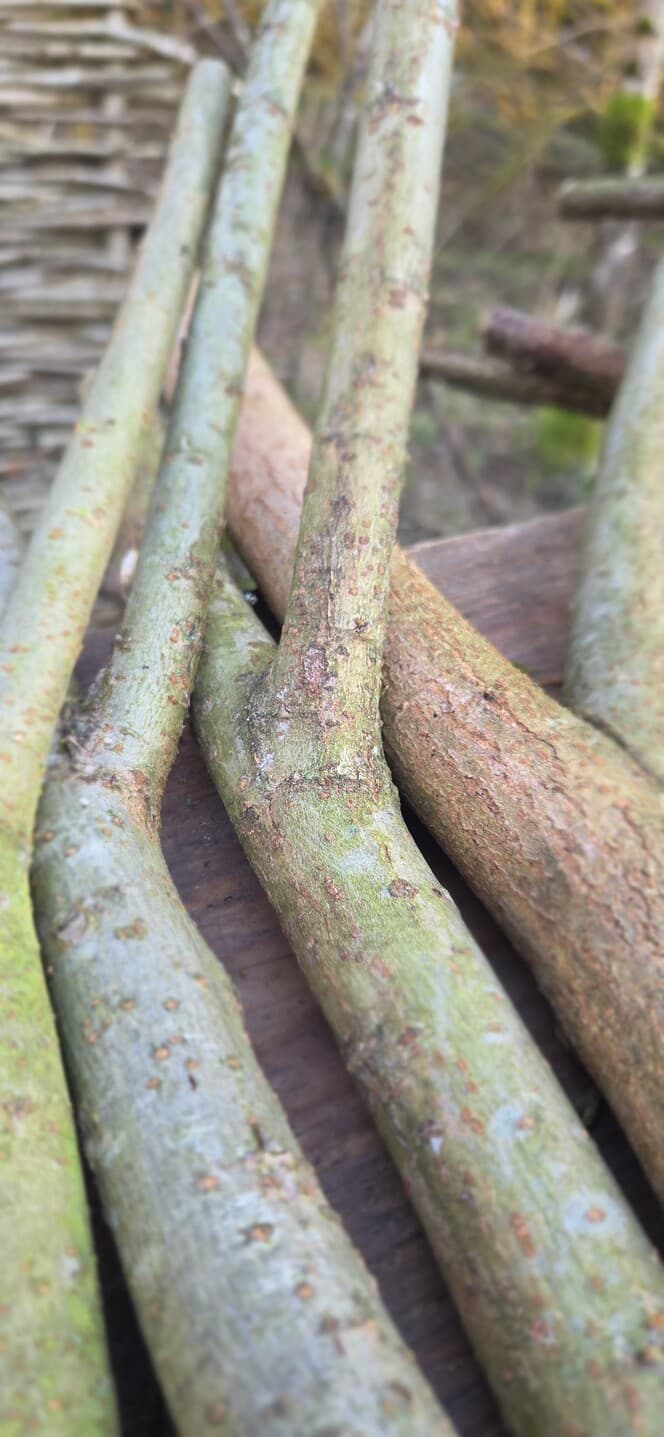 "Y" Shaped Stick Bundle: Mixed Species, Hazel, Willow, made in Wotton-under-Edge, Gloucestershire, by Bough & Burrow - View 9