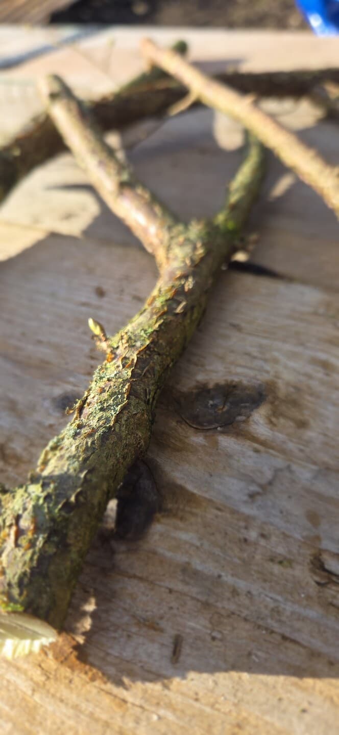Native Species "Y" Shaped Stick Bundle, Willow, Hazel, made in Wotton-under-Edge, Gloucestershire, by Bough & Burrow - View 5