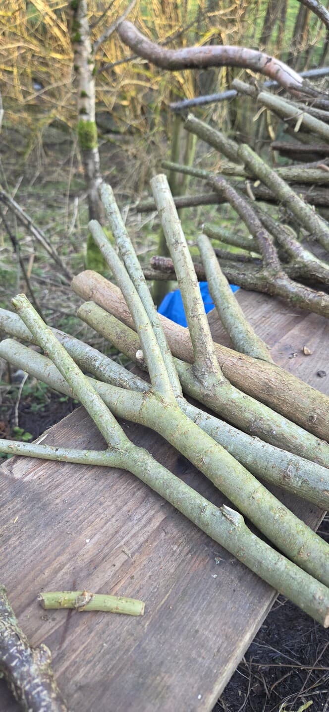 Native Species "Y" Shaped Stick Bundle, Willow, Hazel, made in Wotton-under-Edge, Gloucestershire, by Bough & Burrow - View 7
