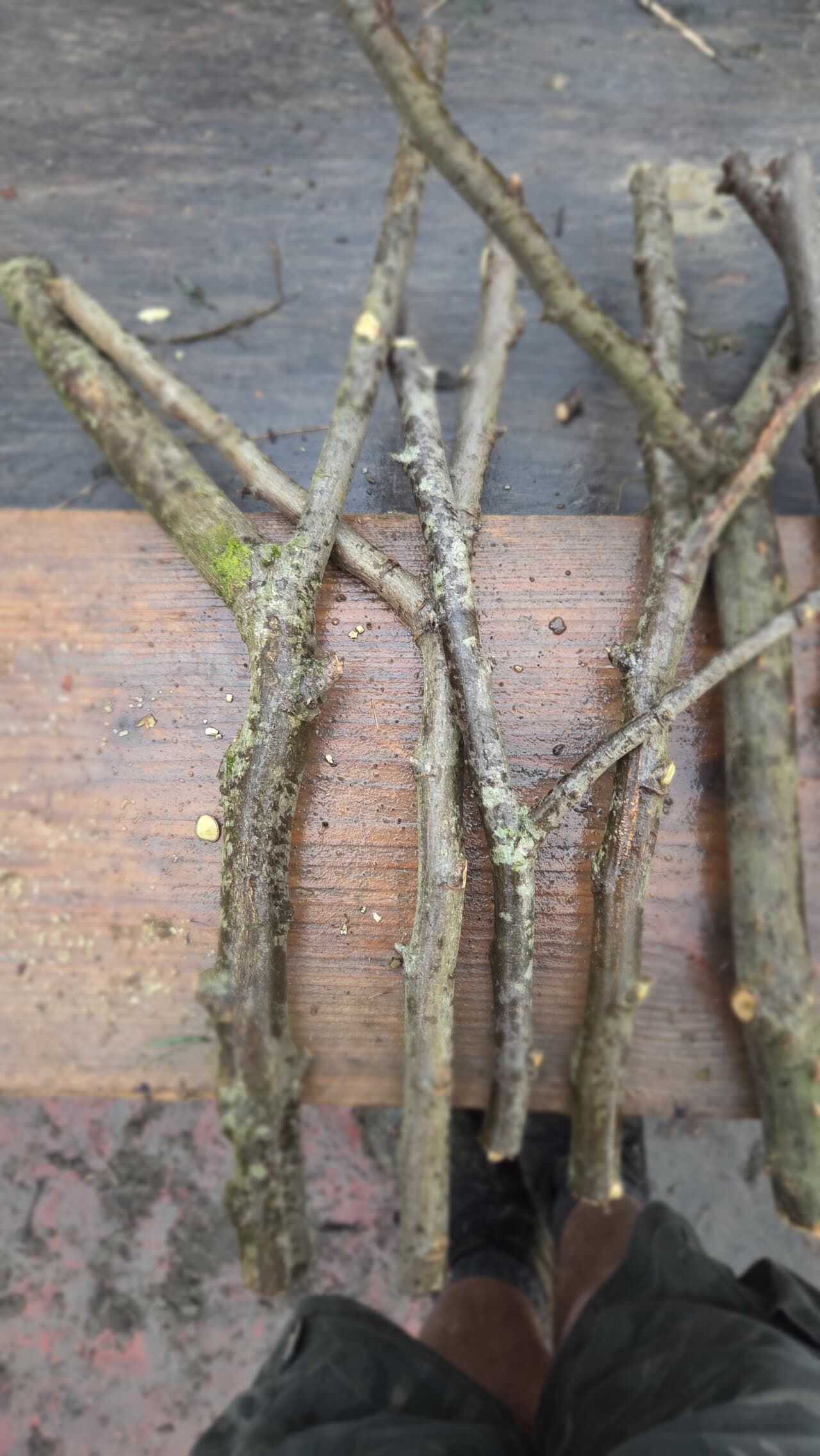 Native Species "Y" Shaped Stick Bundle, Willow, Hazel, made in Wotton-under-Edge, Gloucestershire, by Bough & Burrow - View 2