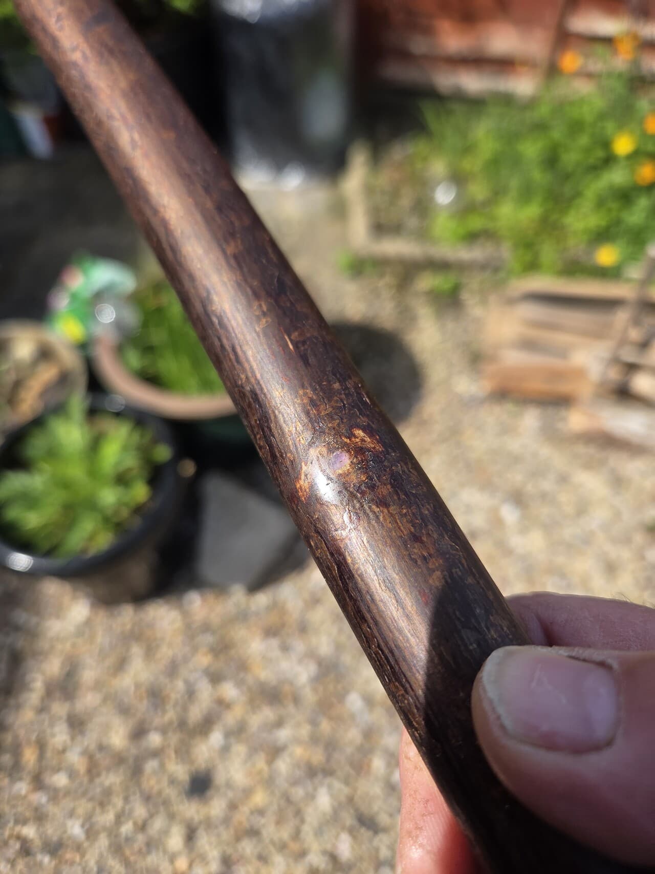 Small Hazel Hiking Stick with Compass | HS-005, Hazel, made in Wotton-under-Edge, Gloucestershire, by Bough & Burrow - View 13