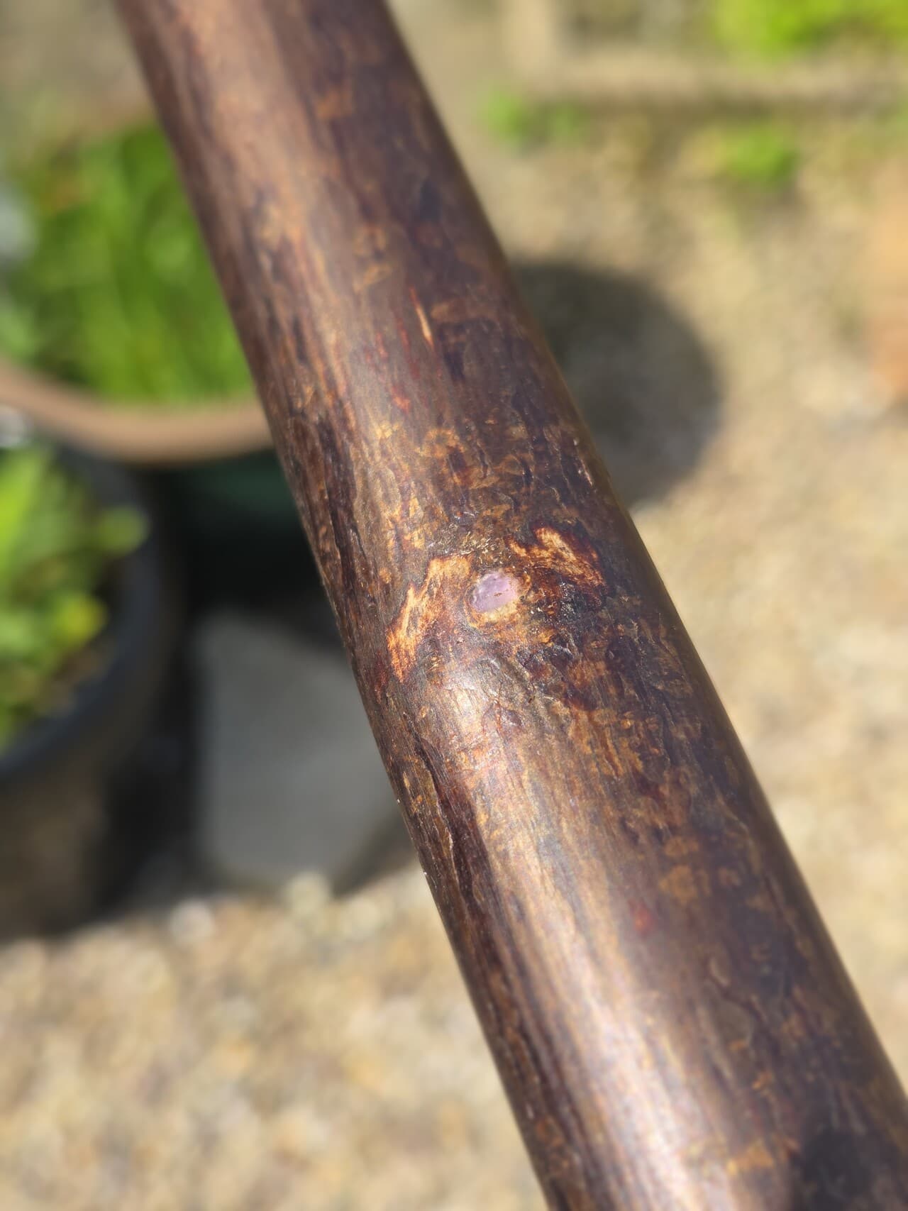 Small Hazel Hiking Stick with Compass | HS-005, Hazel, made in Wotton-under-Edge, Gloucestershire, by Bough & Burrow - View 12
