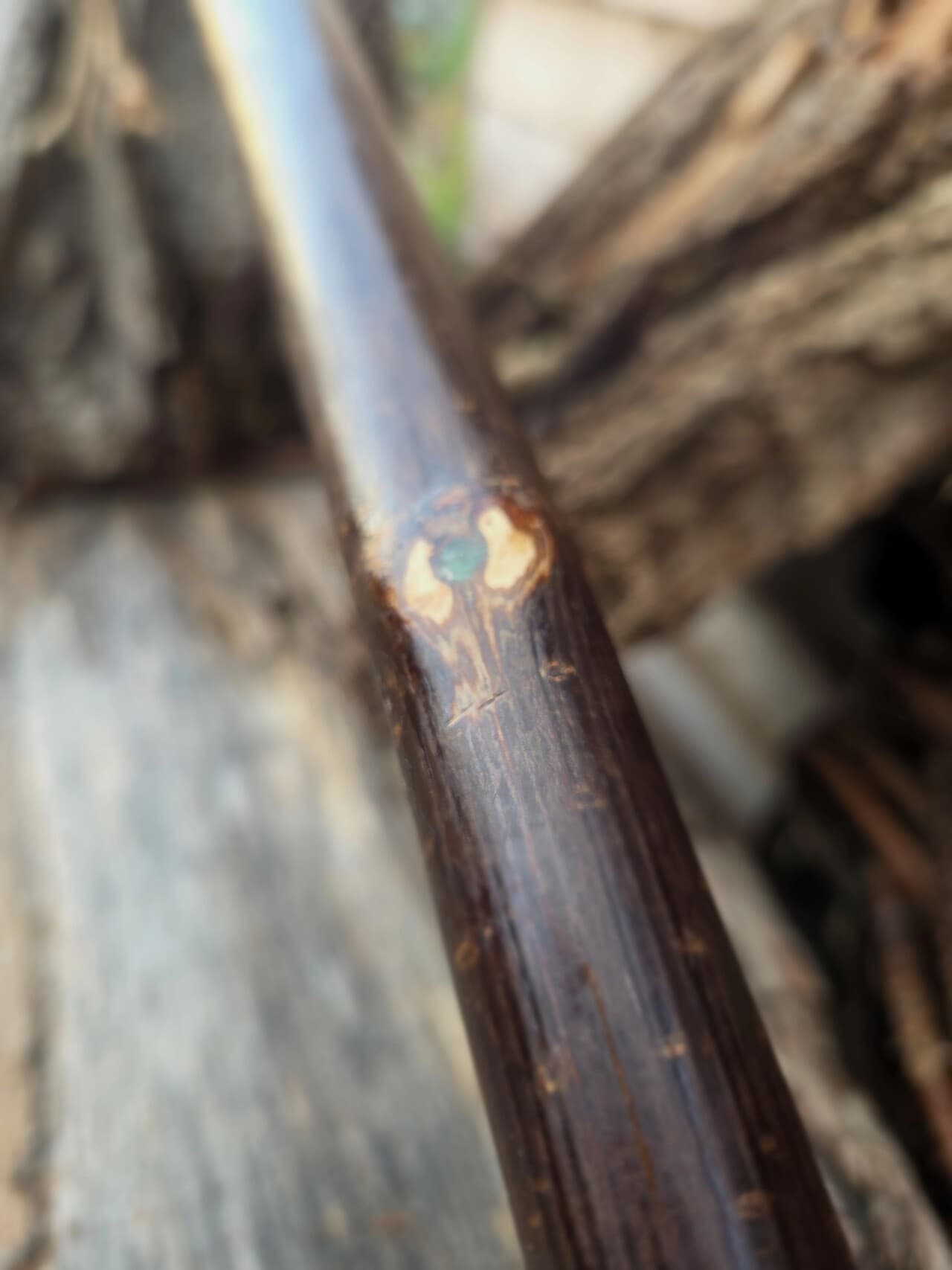 Hazel Hiking Stick with Fuchsite Mica Detailing | HS-007, Hazel, made in Wotton-under-Edge, Gloucestershire, by Bough & Burrow - View 7