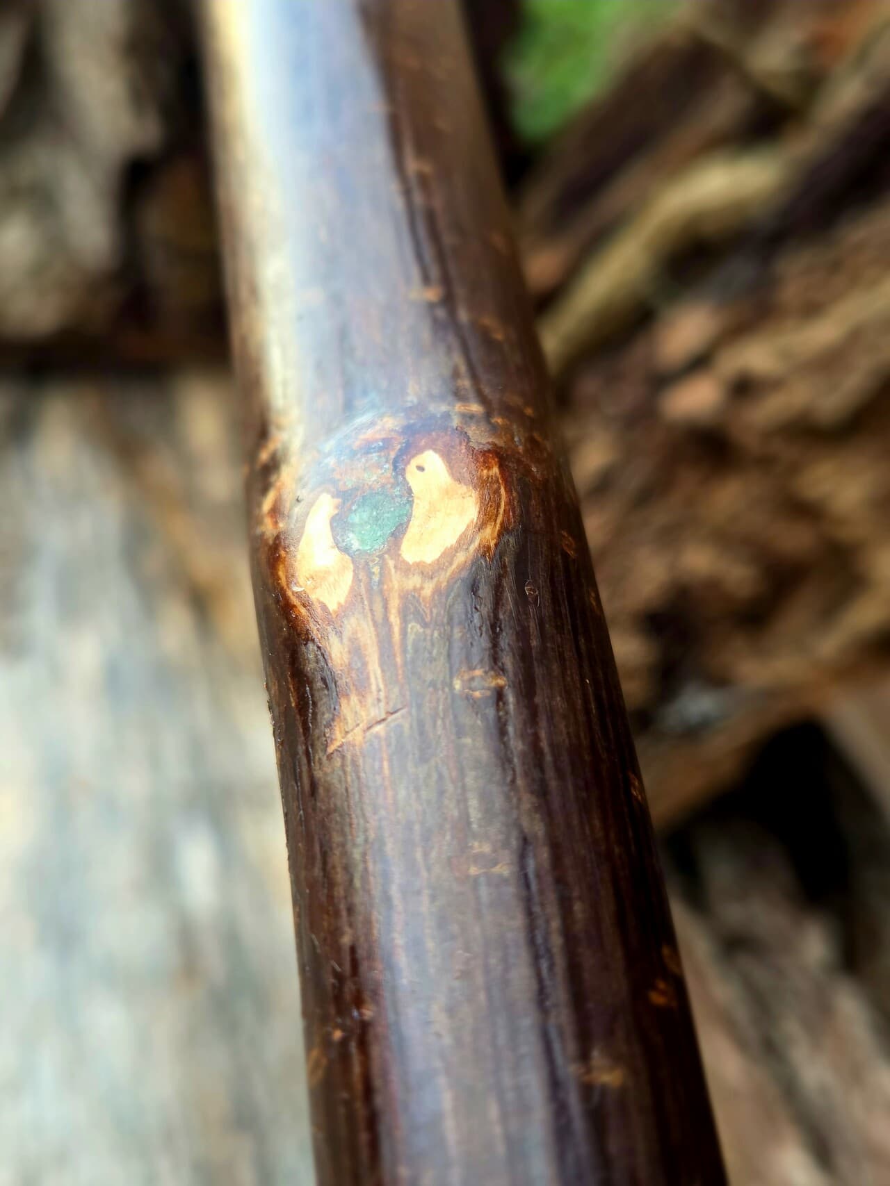 Hazel Hiking Stick with Fuchsite Mica Detailing | HS-007, Hazel, made in Wotton-under-Edge, Gloucestershire, by Bough & Burrow - View 8