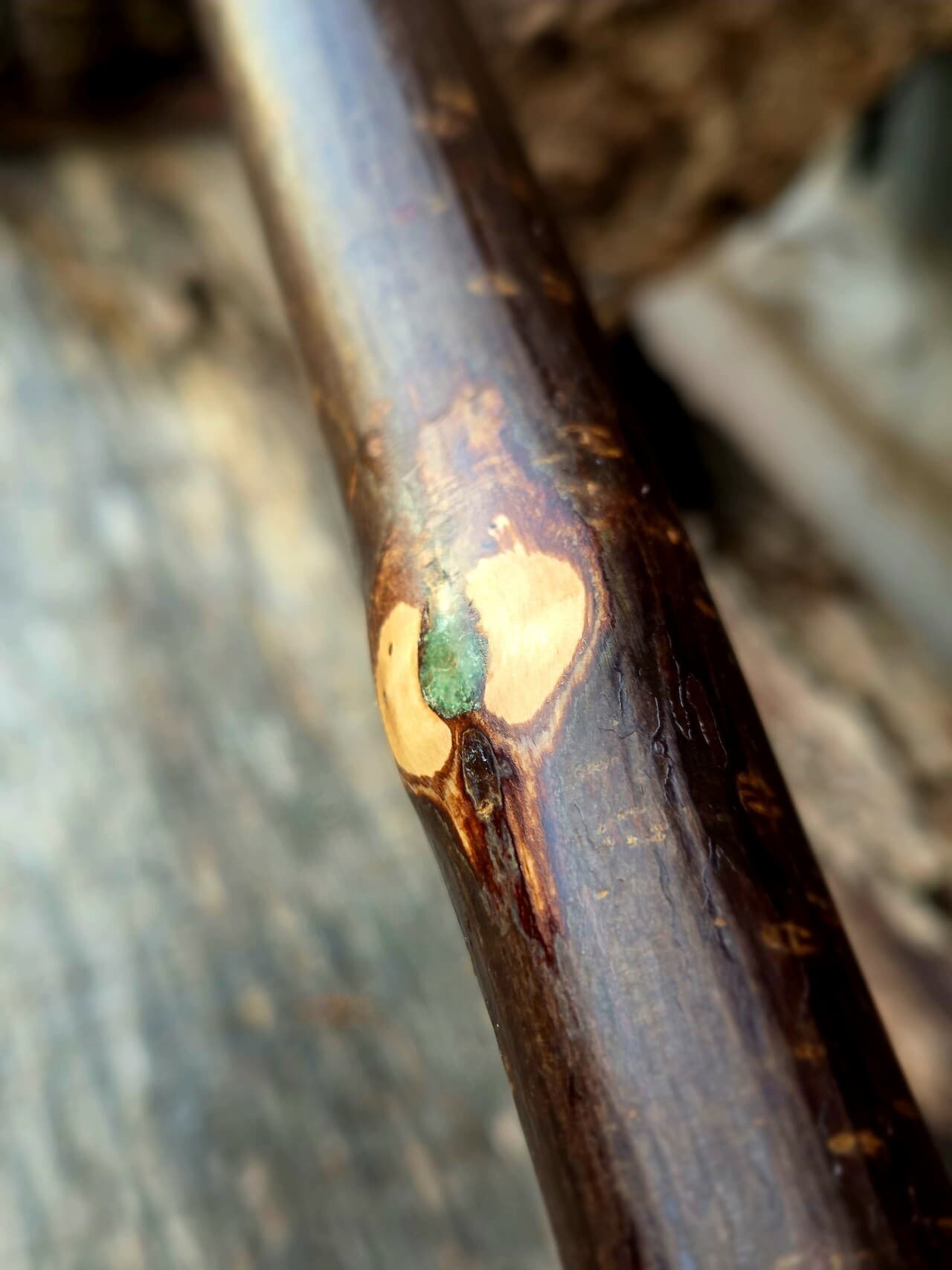 Hazel Hiking Stick with Fuchsite Mica Detailing | HS-007, Hazel, made in Wotton-under-Edge, Gloucestershire, by Bough & Burrow - View 9