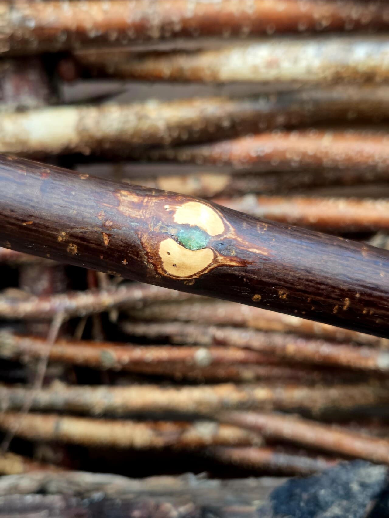 Hazel Hiking Stick with Fuchsite Mica Detailing | HS-007, Hazel, made in Wotton-under-Edge, Gloucestershire, by Bough & Burrow - View 10